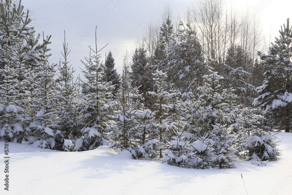 Winter landscape of coniferous forests of northeastern Europe