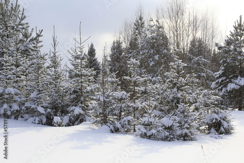 Winter landscape of coniferous forests of northeastern Europe