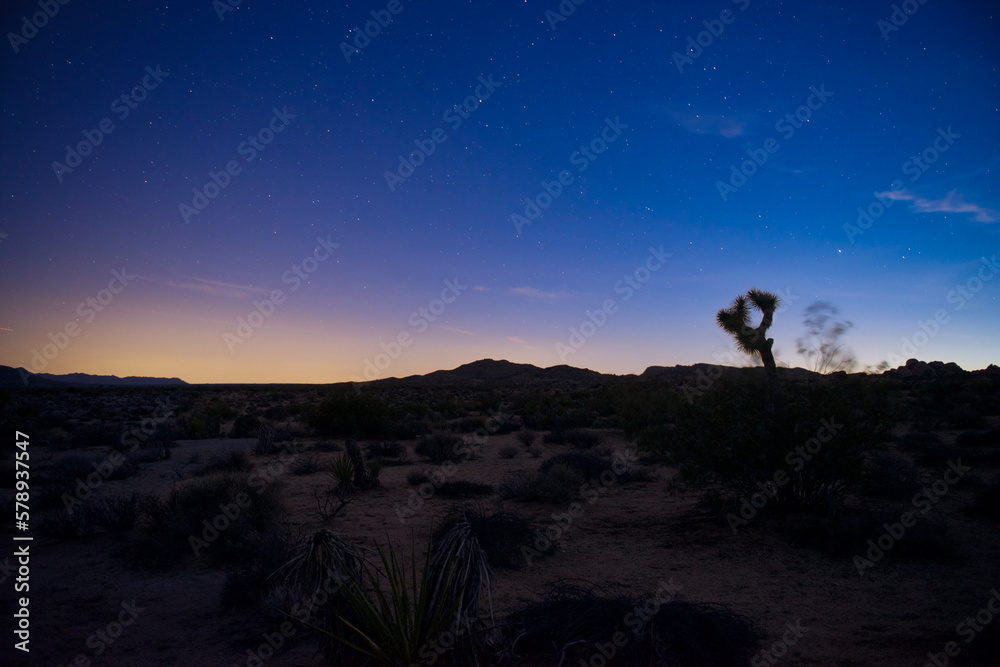 Timelapse photo of a silhouette of a Joshua Tree as night descends on Joshua Tree Nation Park in California	