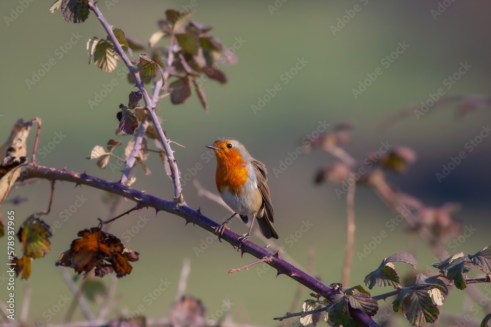 cute little bird with red breast, Kizilgerdan, European Robin, Erithacus rubecula cute little bird with red breast, Kizilgerdan, European Robin, Erithacus rubecula