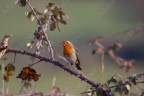 cute little bird with red breast, Kizilgerdan, European Robin, Erithacus rubecula © kenan