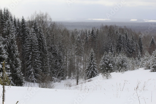 Coniferous forests of northeastern Europe in winter