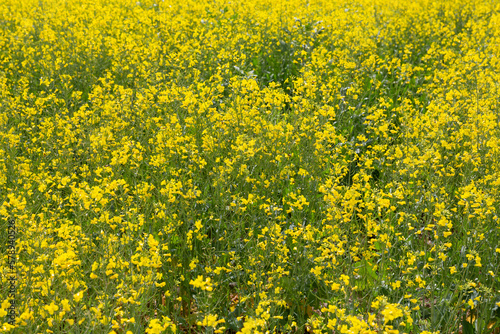 Rapeseed Yellow Flower Farm, Fars, Iran