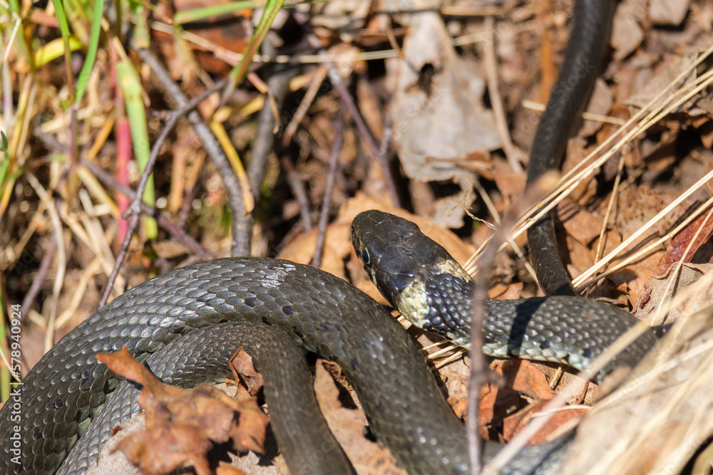 Fototapeta premium Grass snake lying on the ground