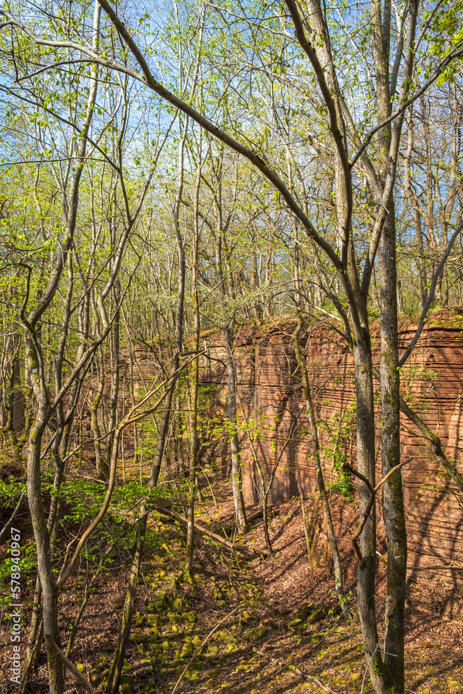 Ravine in a budding forest at spring