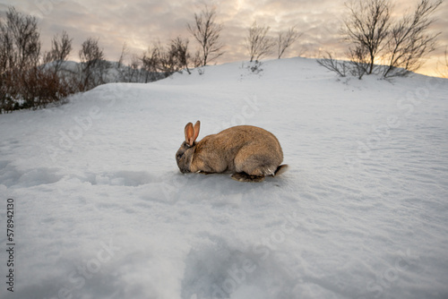 Full body from side of dark brown rabbit typical of Iceland eating a grape with the ground completely covered in snow and the first light of dawn with traces of snow and ice on its mustache and nose.
