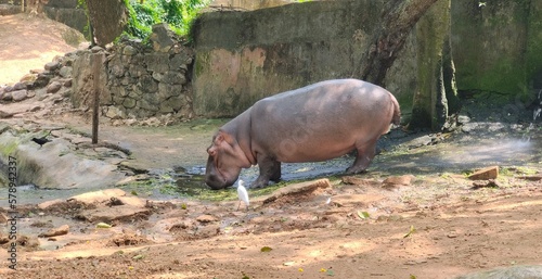 One giant male wild hippopotamus or hippo semiaquatic endangered animal and white crane bird inside a zoo or safari park enclosure habitat drinking water. Closeup side view. photo