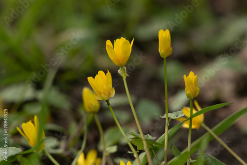 Lesser Celandine (Ficaria verna) flower © caiquame