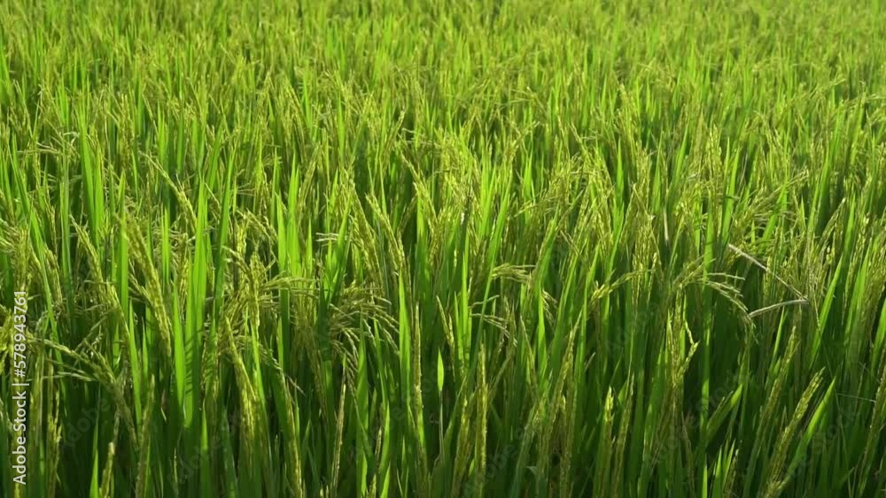 Green organic rice field or sawah and sunset in rice plantation in Indonesia. Agriculture industry. Green organic rice field or sawah and sunset in rice plantation in Indonesia. Agriculture industry.