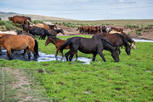 herd of horses © Александр Ульман