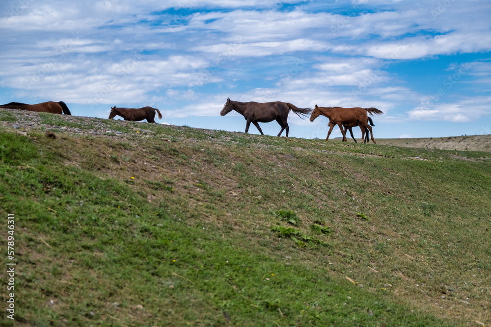 Fototapeta premium horses on the meadow