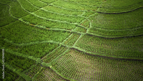 Rice field close up Bali