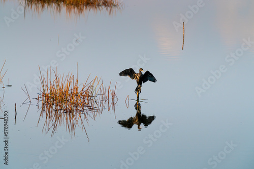 A Double-crested Cormorant (Phalacrocorax auritus) perched on a dock piling spreads its wings to dry photo