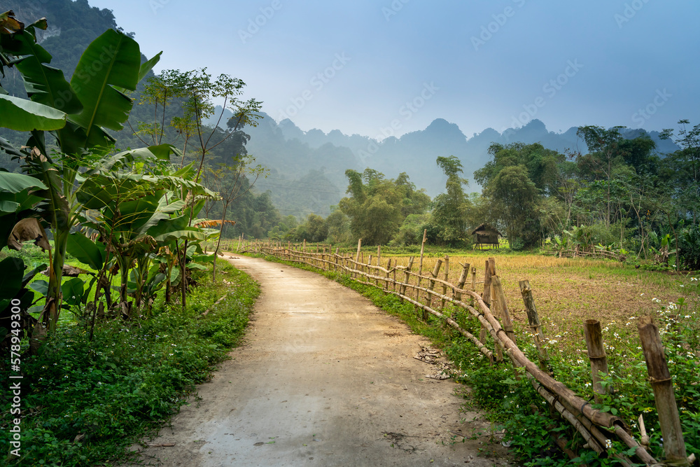 Naklejka premium peaceful landscape of rice fields and road to village at harvest time in Thuong Lam commune, Tuyen Quang province, Vietnam