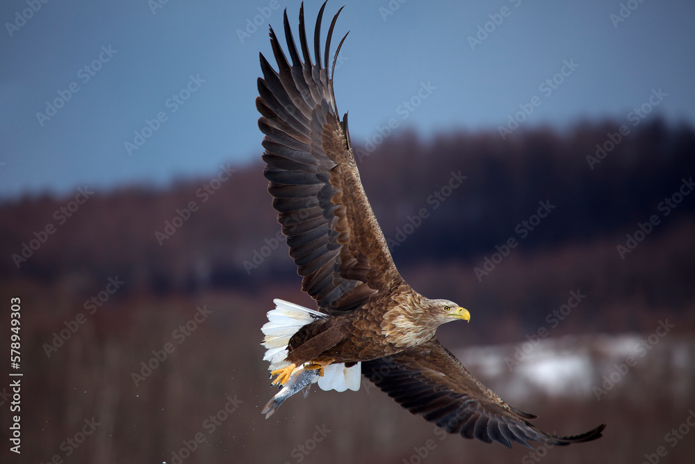 Fototapeta premium オジロワシ