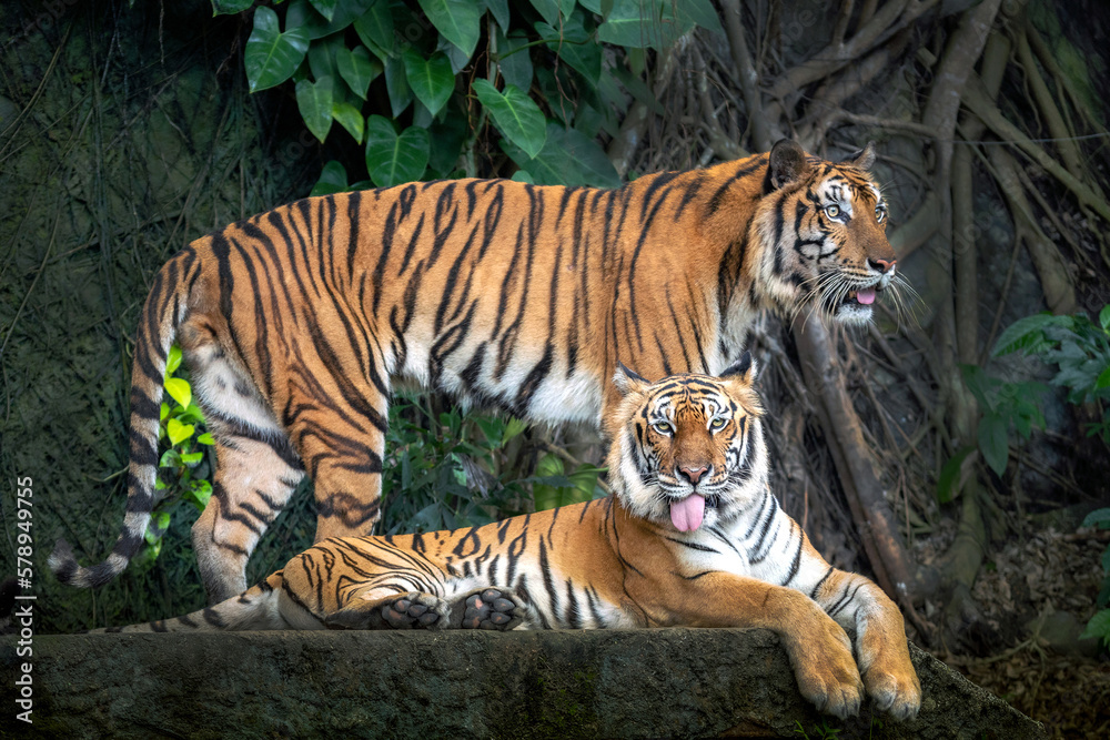 Indochinese tiger resting in nature. Indochinese tiger resting in nature.