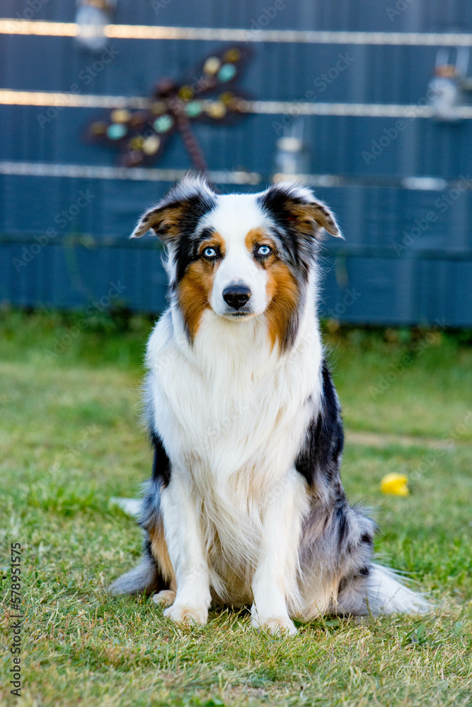 Fototapeta premium Shootingstar