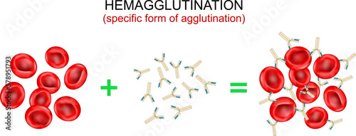 Hemagglutination, or haemagglutination. antibodies bind to antigens and form a clumping of erythrocytes.