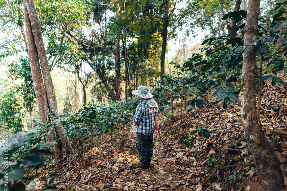 agriculture in coffee plantation