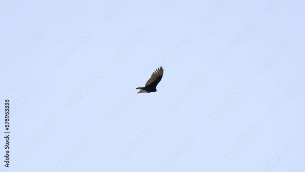 Turkey vulture soars in blue sky on sunny day Turkey vulture soars in blue sky on sunny day