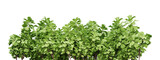 Green plants for landscaping isolated on transparent background, garden design, 3d render illustration.