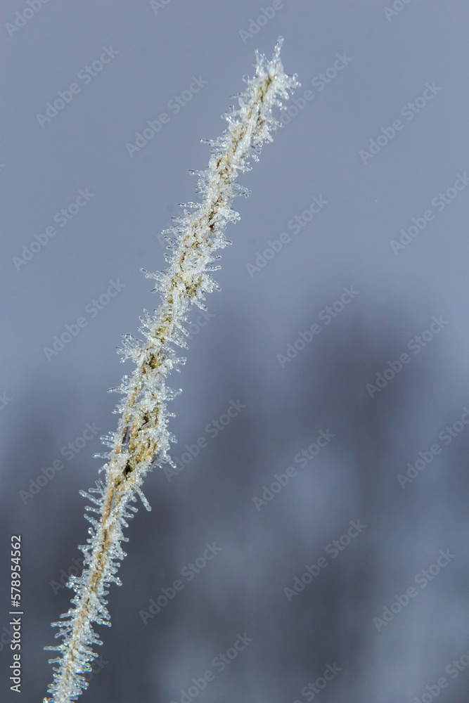 Frost on a branch, white frost crystals on a branch. Frosty foggy morning in winter, frosty weather Frost on a branch, white frost crystals on a branch. Frosty foggy morning in winter, frosty weather