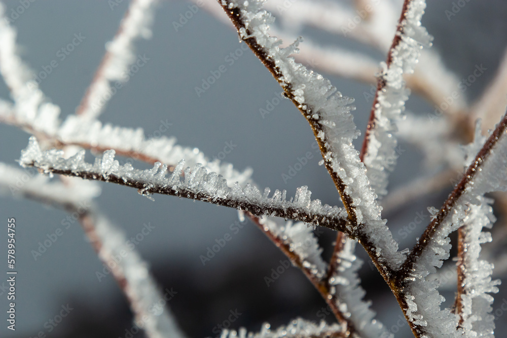 Frost on a branch, white frost crystals on a branch. Frosty foggy morning in winter, frosty weather