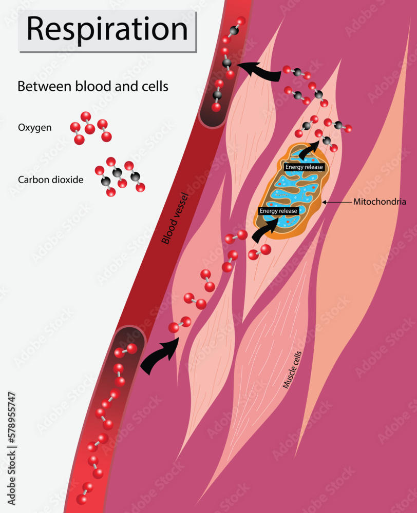 illustration of Biology, Respiration between blood and cells, The
