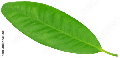 Clove leaf