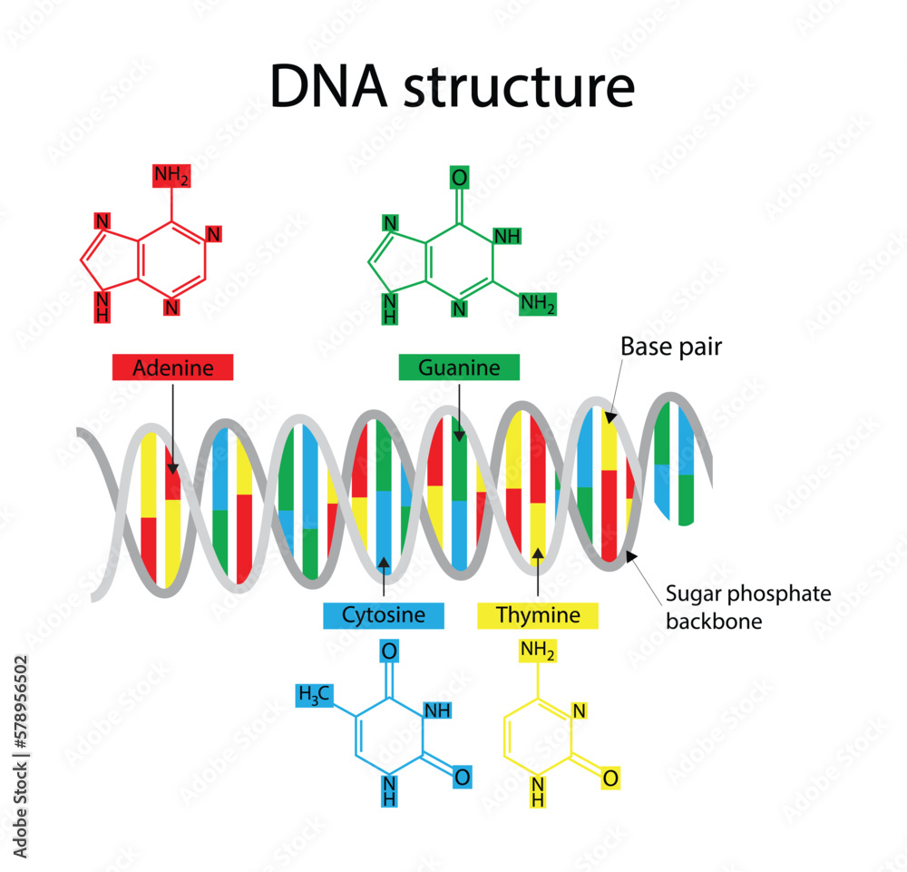Vetor de illustration of biology, DNA structure consists of two strands