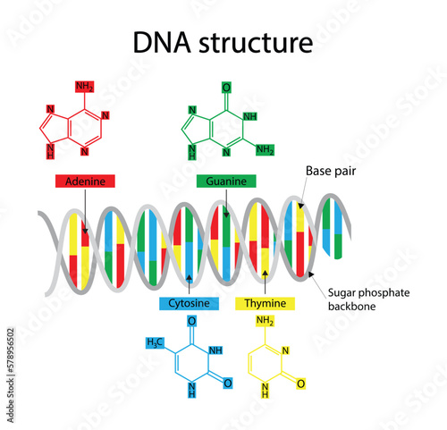 illustration of biology, DNA structure consists of two strands of nucleotides that are held together by hydrogen bonds, four nitrogenous bases: adenine , thymine, guanine, cytosine 