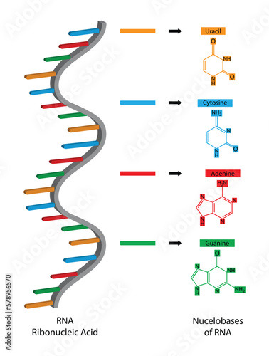 illustration of  biology, Ribonucleic acid is a molecule that is involved in various cellular, nucleobases of RNA are adenine, guanine, cytosine, uracil, These are the same nucleobases found in DNA, 