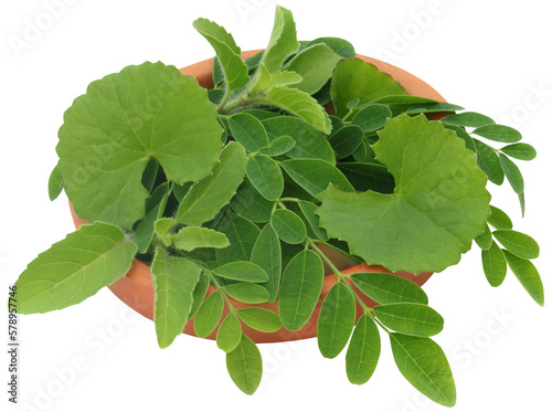Medicinal herbs photo