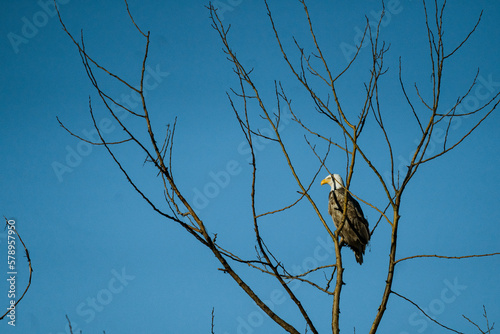A partially leucistic bald eagle sits in a bare tree photo