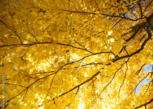 Looking up at tree canopy covered in bright yellow autumn leaves.