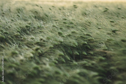 Beautiful green field of wheat photo