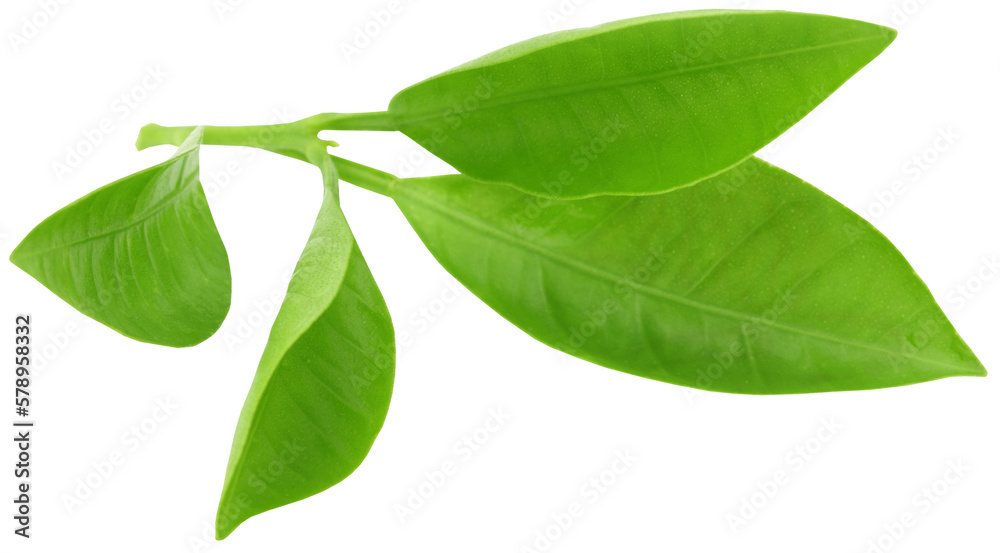 Obraz premium Green orange leaves