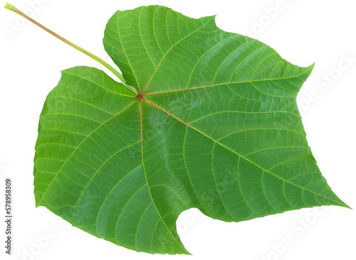 Abroma Augusta or medicinal Olatkambal photo