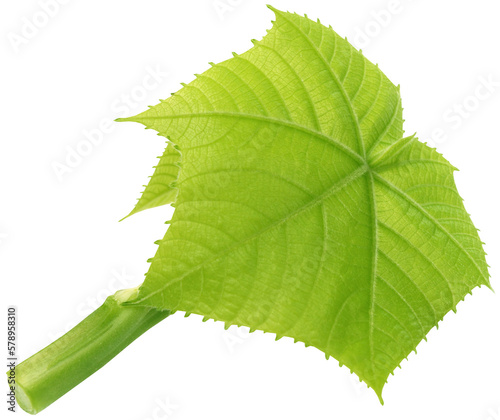 Abroma Augusta or medicinal Olatkambal photo