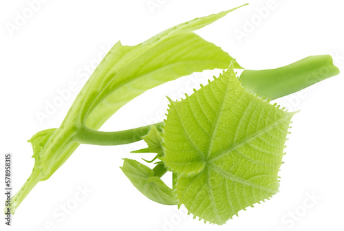 Abroma Augusta or medicinal Olatkambal photo