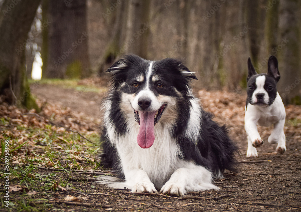 Border collie is lying on the field. He is so crazy dog on trip.