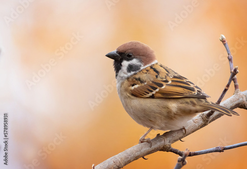 Obraz na plátně Eurasian tree sparrow, Passer montanus