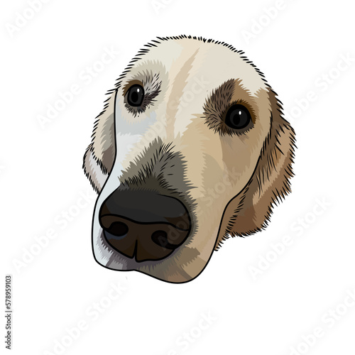 dog-face-sitting-cute-Labrador-retriever-innocent-adorable