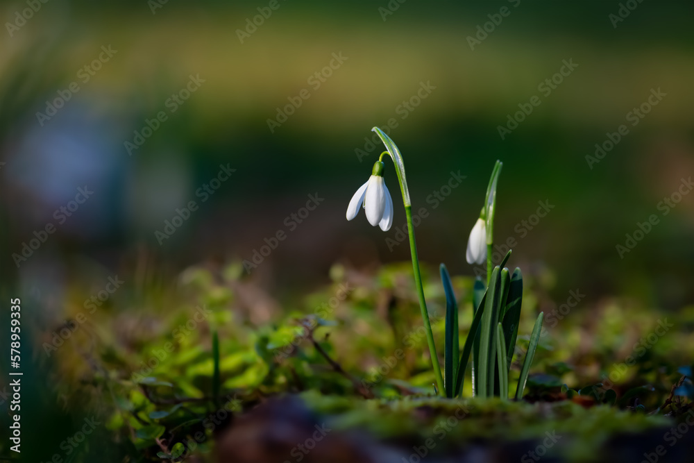 Bunch of Snowdrop early bloomer flowers macro close up with white petals in bright springtime sunshine in Sauerland Germany. Galanthus is a small bulbous perennial herbaceous plant.