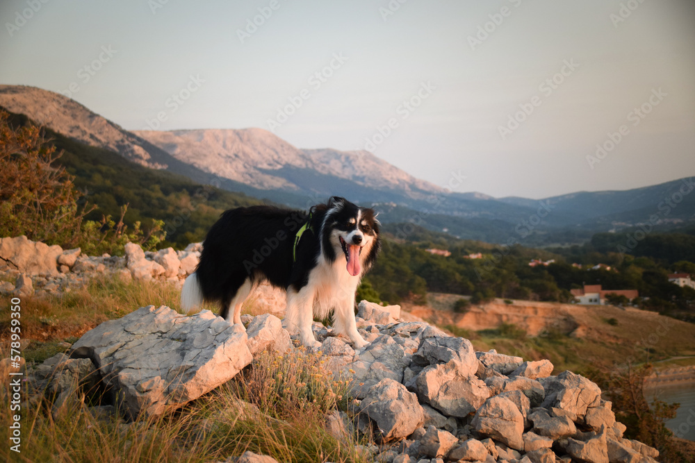 dog standing on stones in Croatian landscape.  Dog standing above the sea. Beautiful view