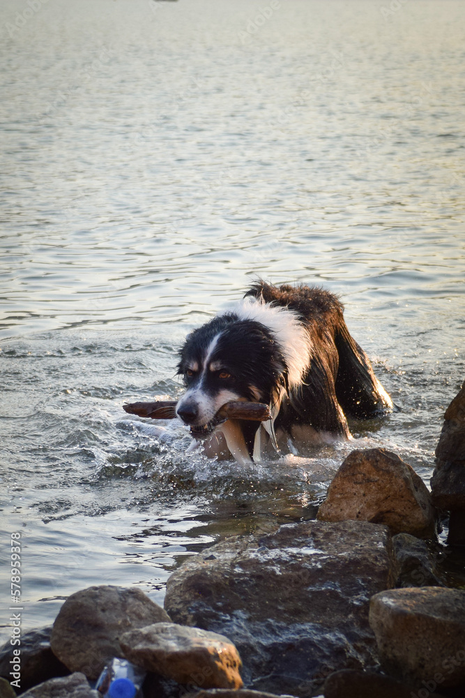 border collie comes out of the sea. wet dog with a stick in his mouth