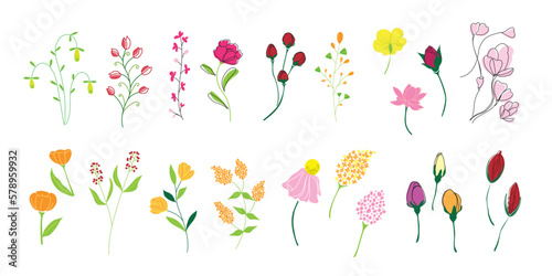 植物のイラストのセット、野の花、野の葉、ボタニカル,カラフル