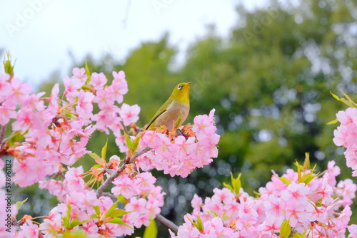 ピンク色の桜の花と野鳥のメジロ