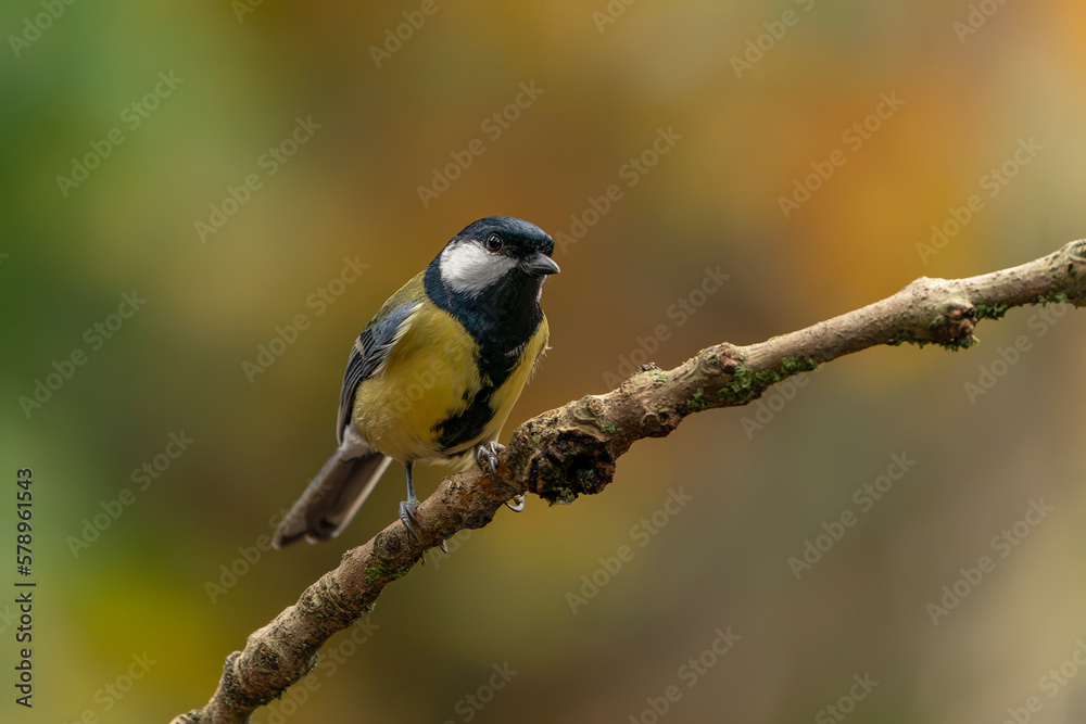 Great Tit (Parus major) 
on a branch in a forest of Noord Brabant in the Netherlands. Background with autumn colors.                                                                
