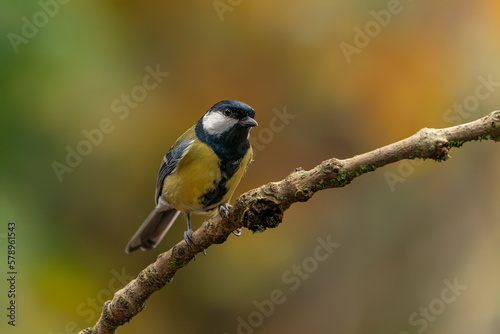 Great Tit (Parus major) on a branch in a forest of Noord Brabant in the Netherlands. Background with autumn colors. 